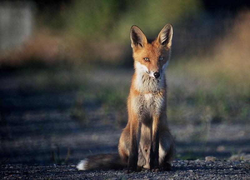 What do you call a female fox?