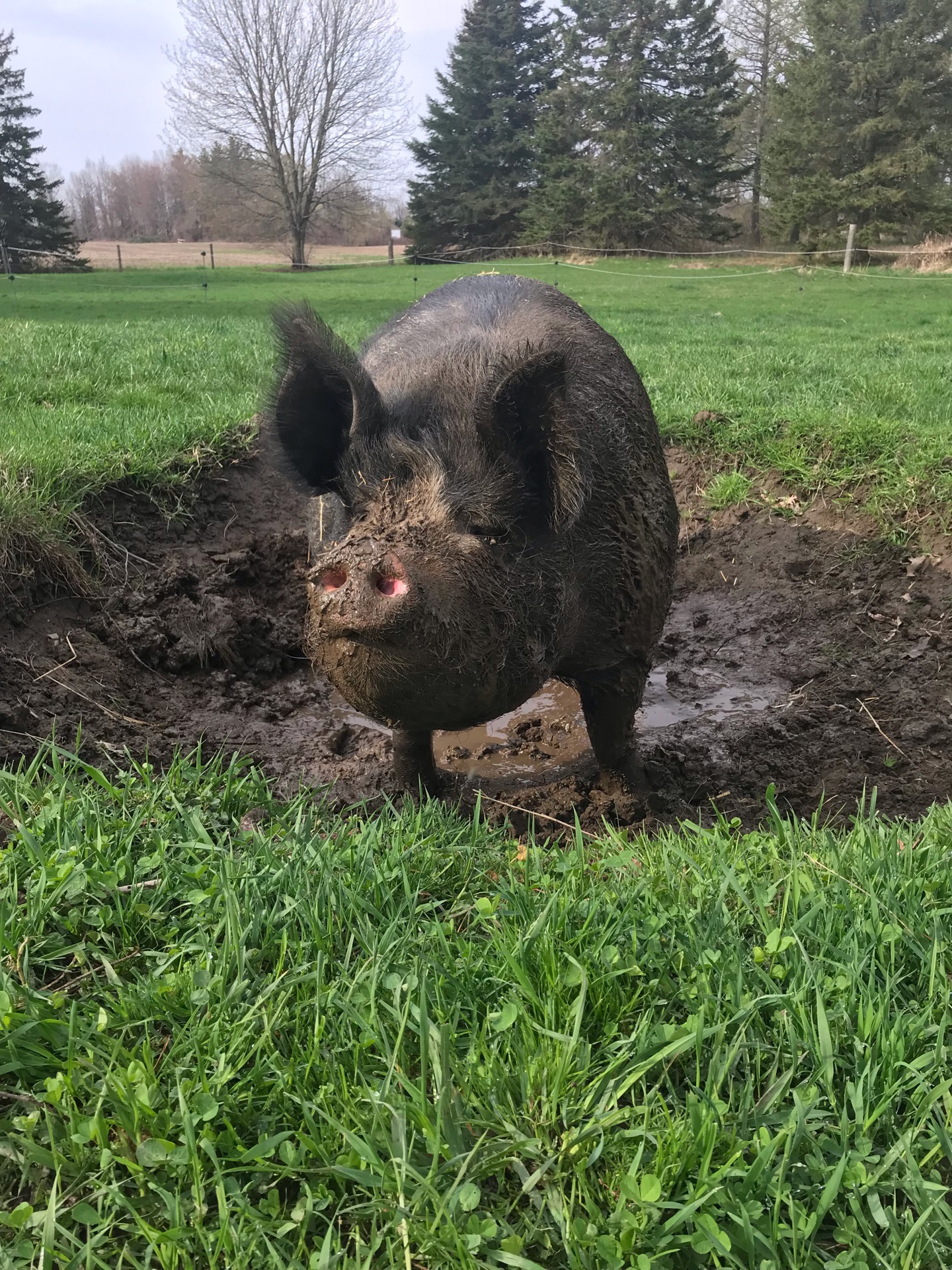 What do you call a female swine? What do you call a female swine?