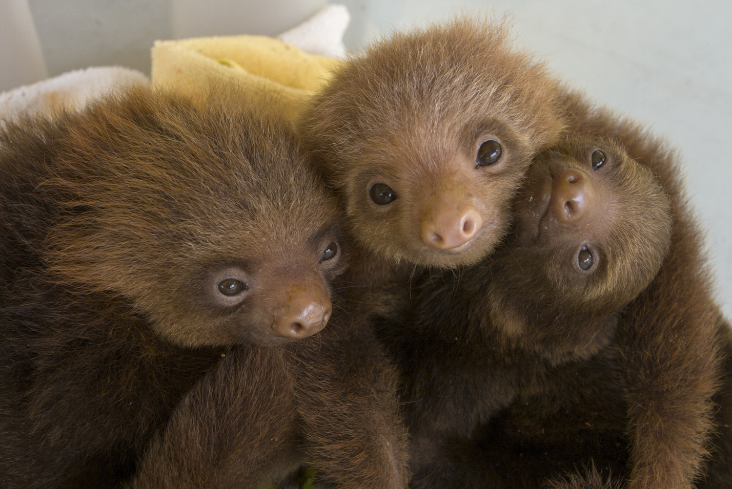 What do you call a group of sloths?