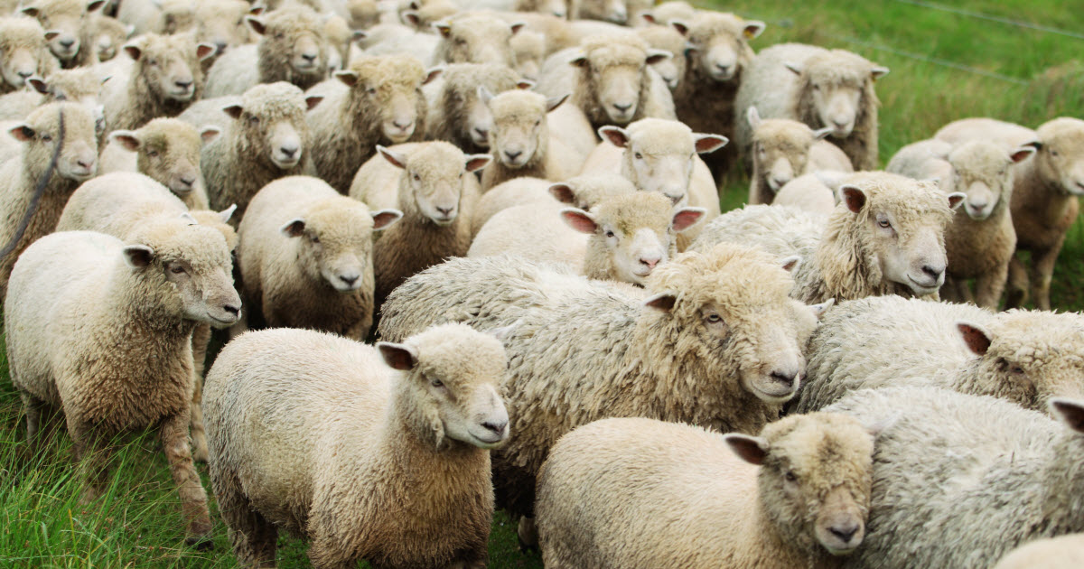 What do you call a large group of sheep?