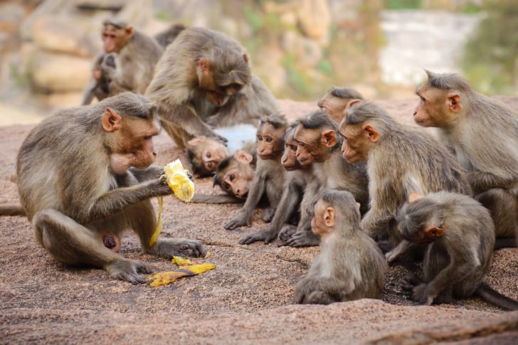 What do you call a set of monkeys? What do you call a set of monkeys?