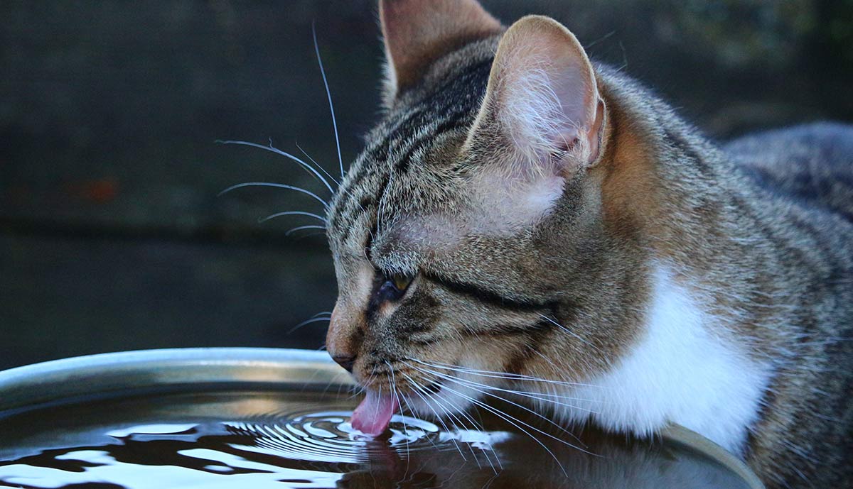 What do you do if your cat won't drink water?
