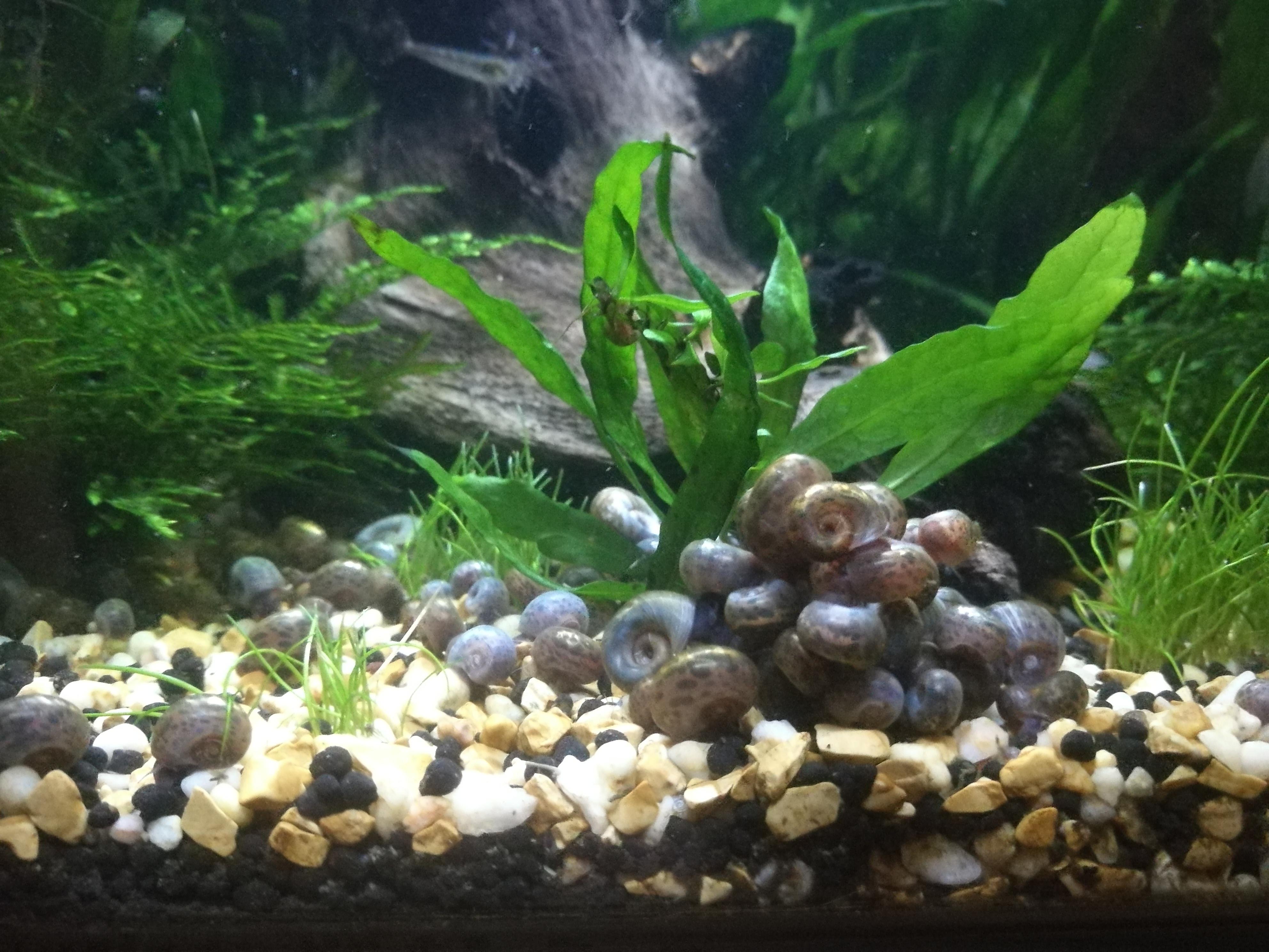 What do you do with too many snails in a fish tank?