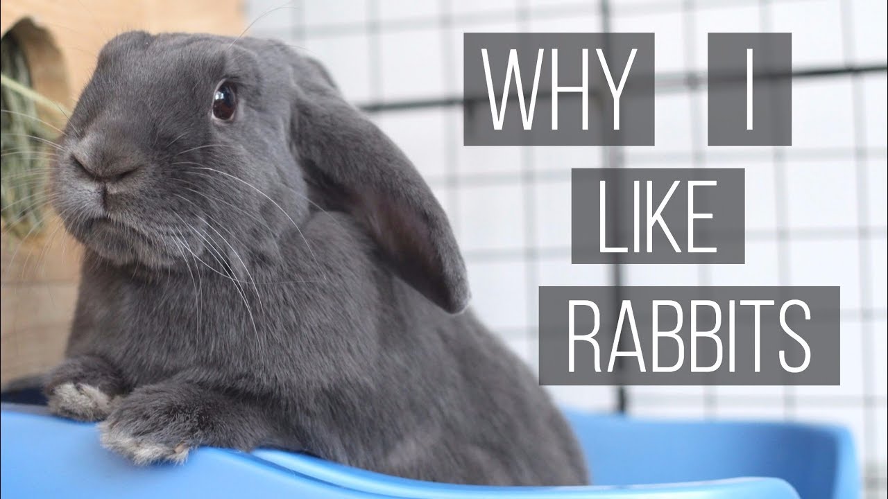 What do you like about rabbit?