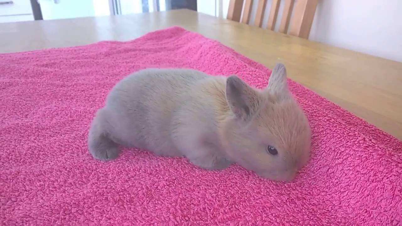 What does a 2 week old baby Rabbit look like?