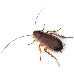 What does a Pennsylvania wood cockroach look like?