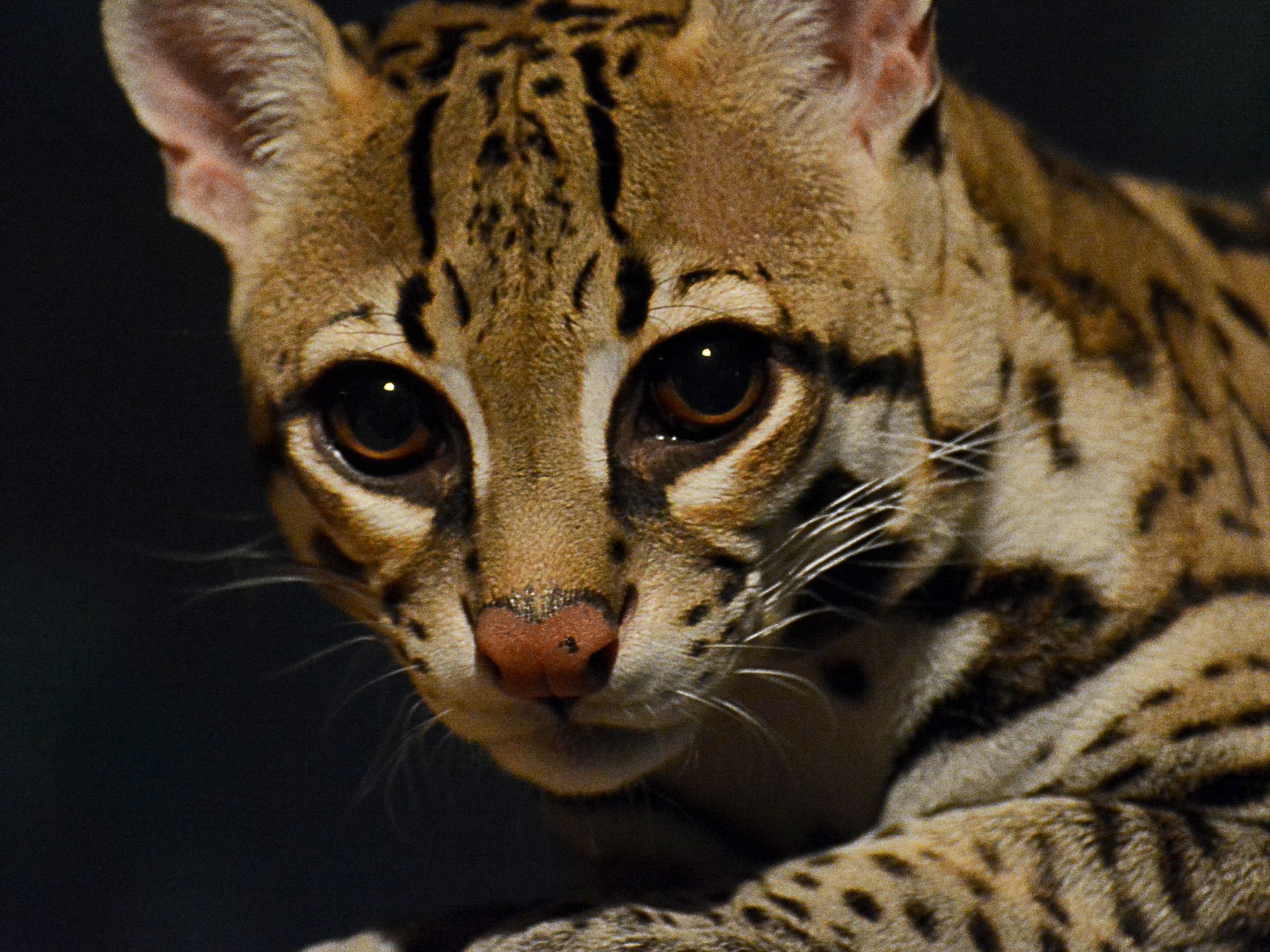 What does an ocelot eat?