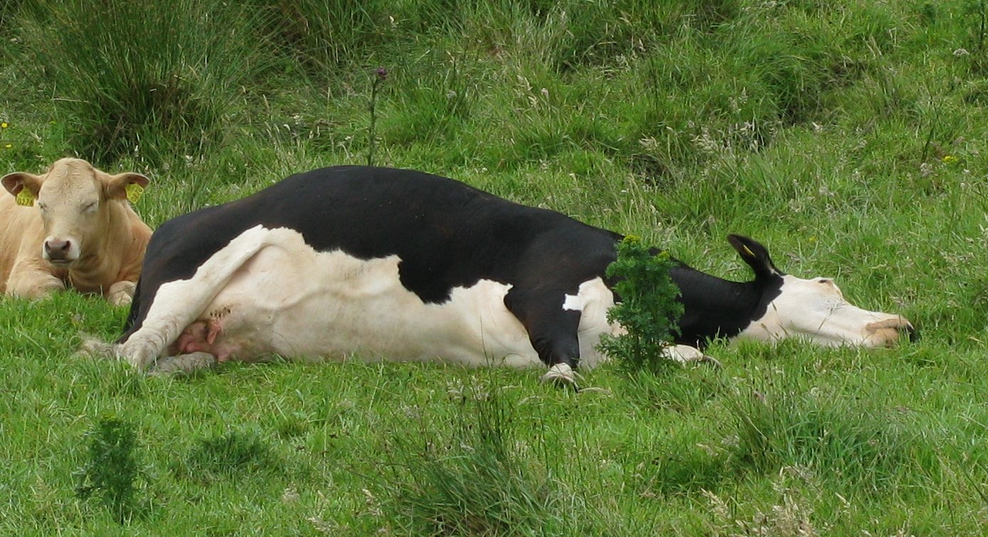 What does it mean if a cow lays down?
