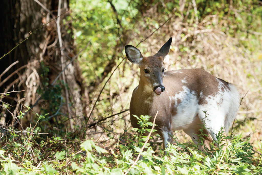 What does it mean when a deer is piebald?