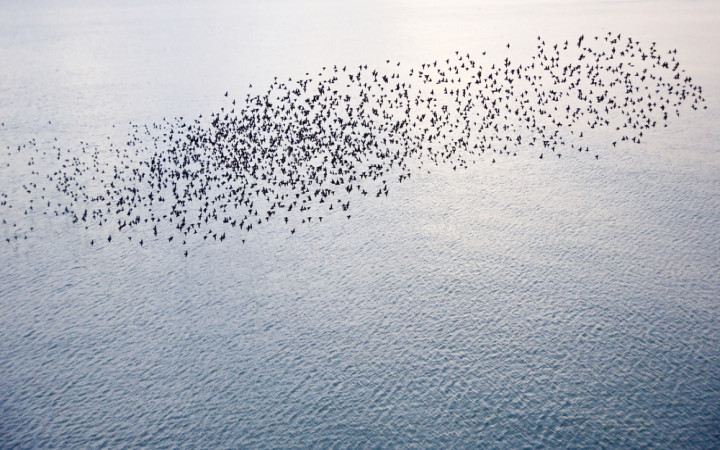What does it mean when lots of birds fly together?