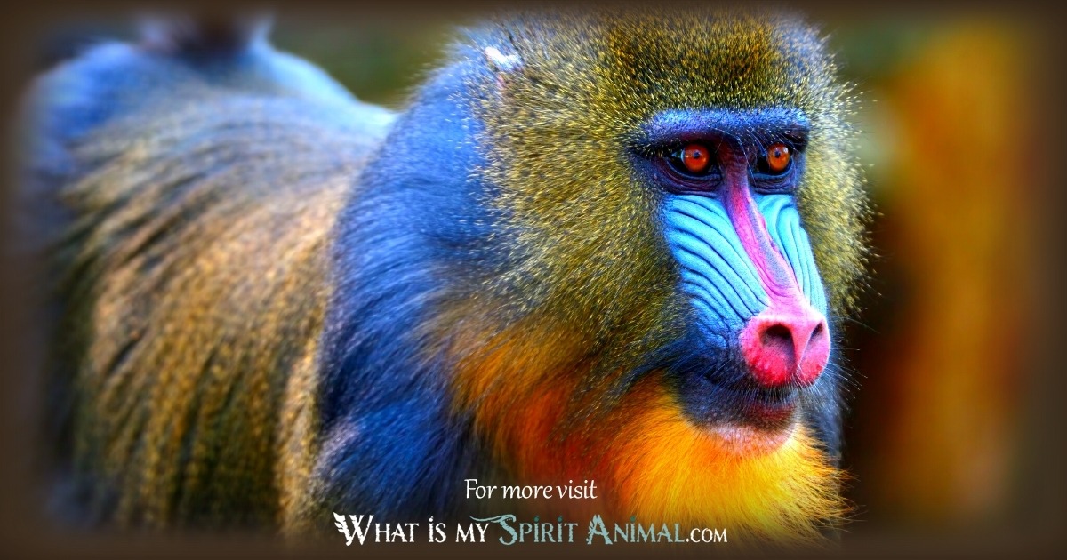 What does it mean when you see a mandrill baboon?