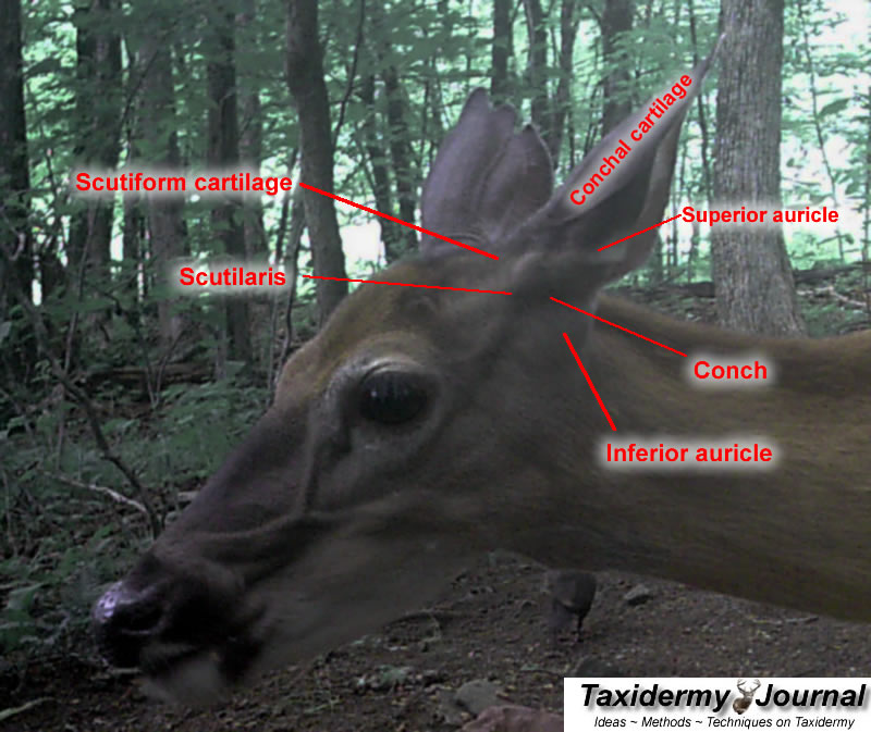 What does the ear position mean on a deer? What does the ear position mean on a deer?