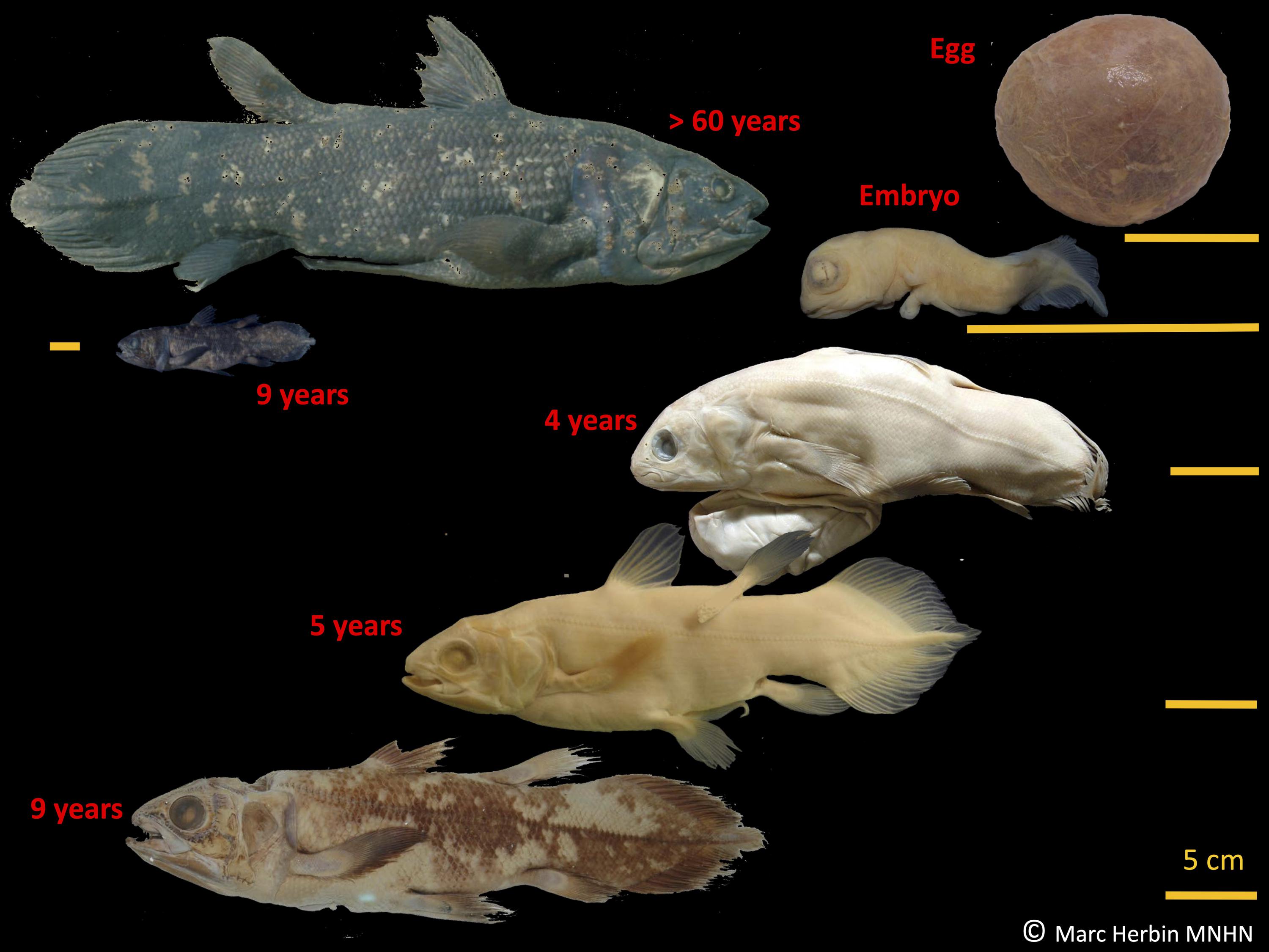 What fish are living fossils?