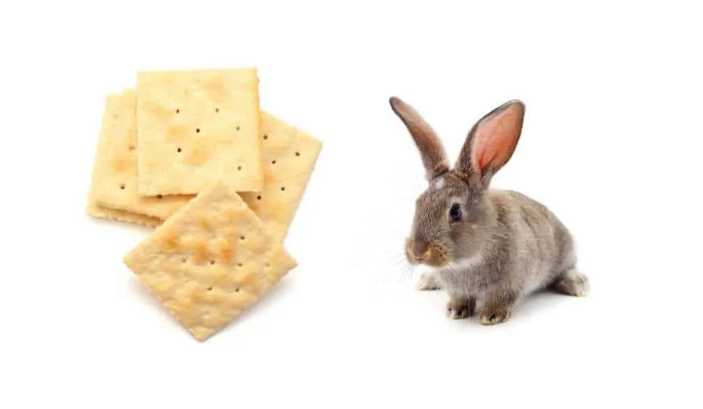 What happens if a rabbit eats crackers?