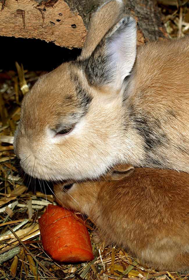 What happens if you take a baby rabbit from its mother?