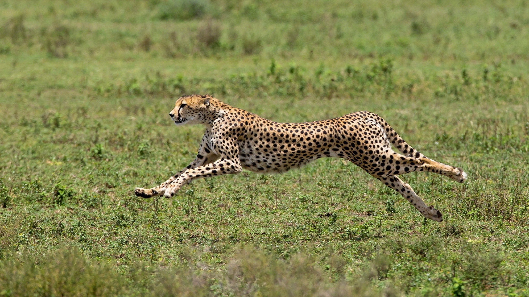 What happens to a cheetah when it runs?