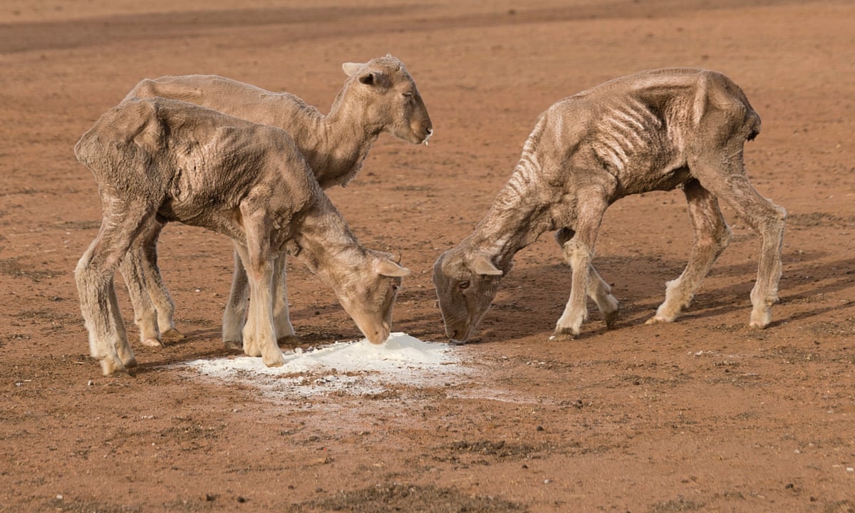 What happens to animals when there is a drought?