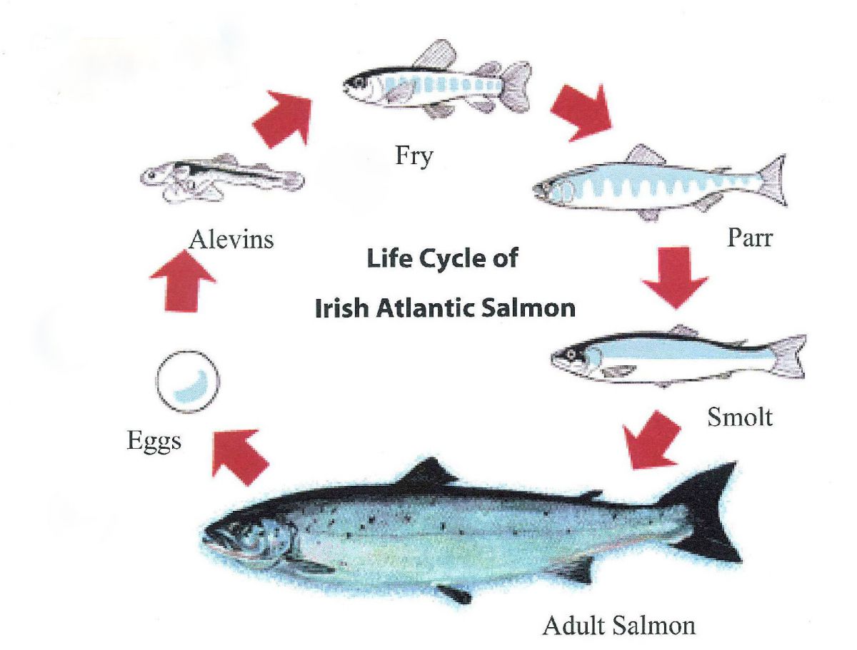 What happens to salmon fry during the fry stage?