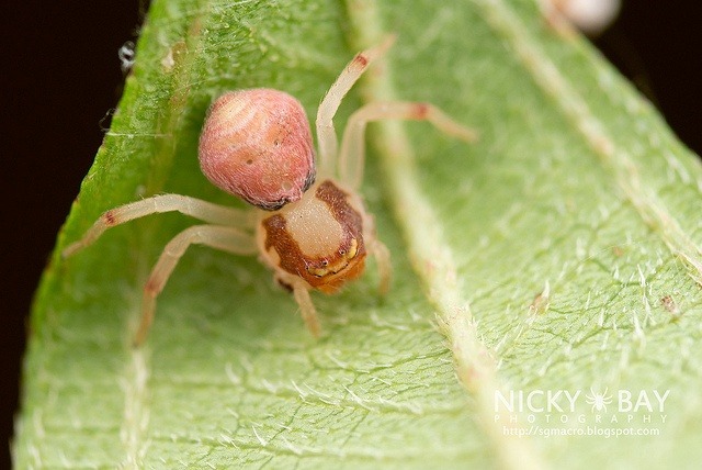 What happens when a crab spider loses 4 legs?