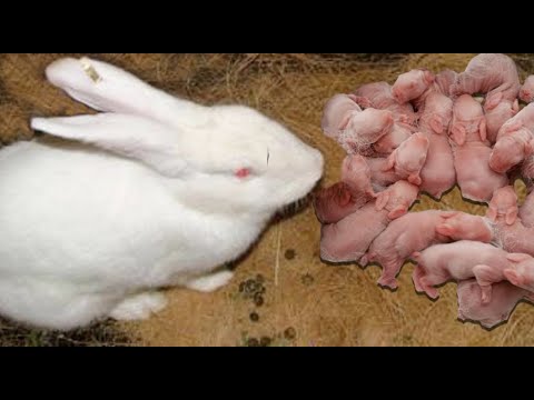 What happens when baby rabbits are born?