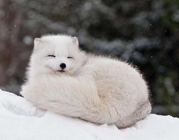 What is a baby Arctic fox called?