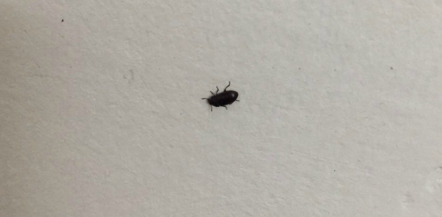 What is a black bug with 6 legs?