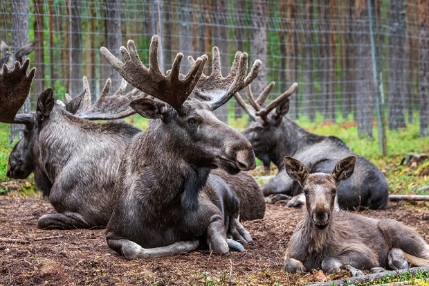 What is a bunch of Moose?