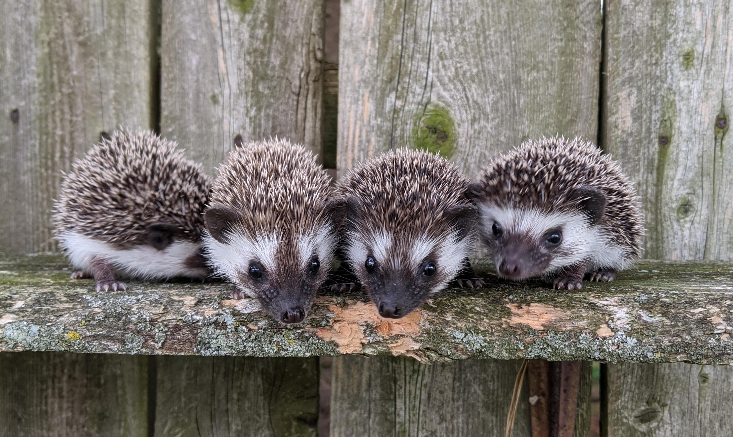 What is a family of hedgehogs called?
