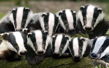 What is a group of badgers called?