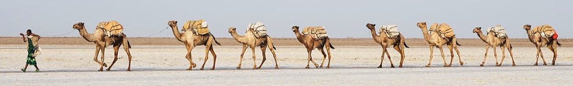 What is a group of camels called?