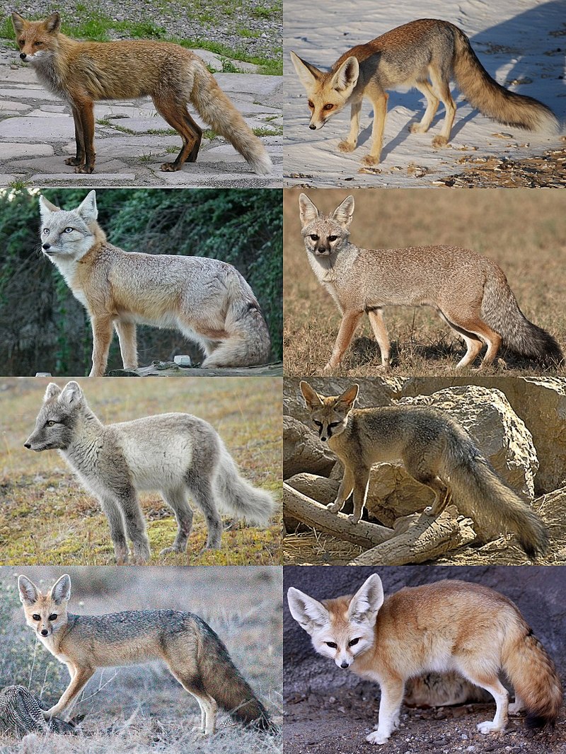 What is a group of female foxes called?