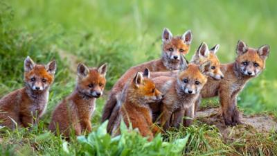 What is a group of foxes called?