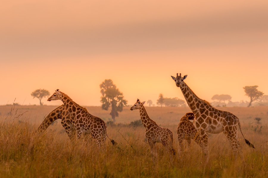 What is a group of giraffes called?