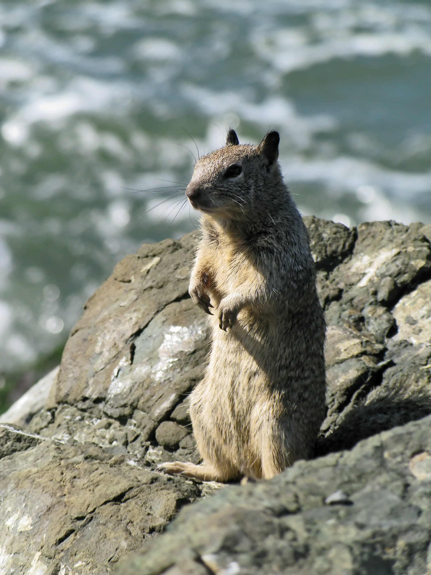 What is a group of ground squirrels called? What is a group of ground squirrels called?