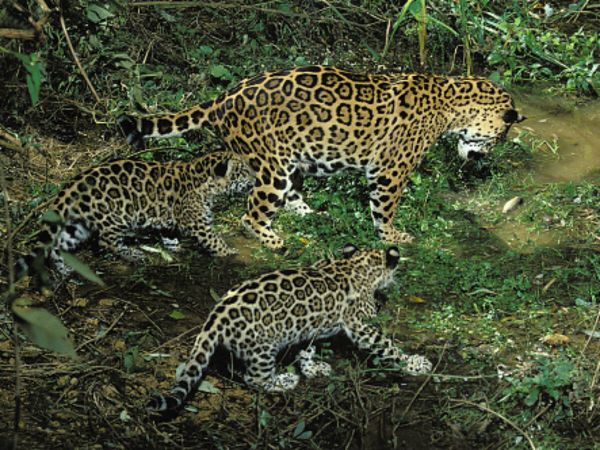 What is a group of Jaguars called?