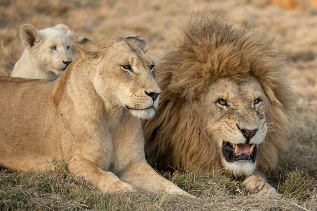 What is a group of mostly female lions called?