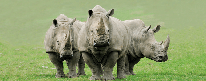 What is a group of rhinoceroses called?