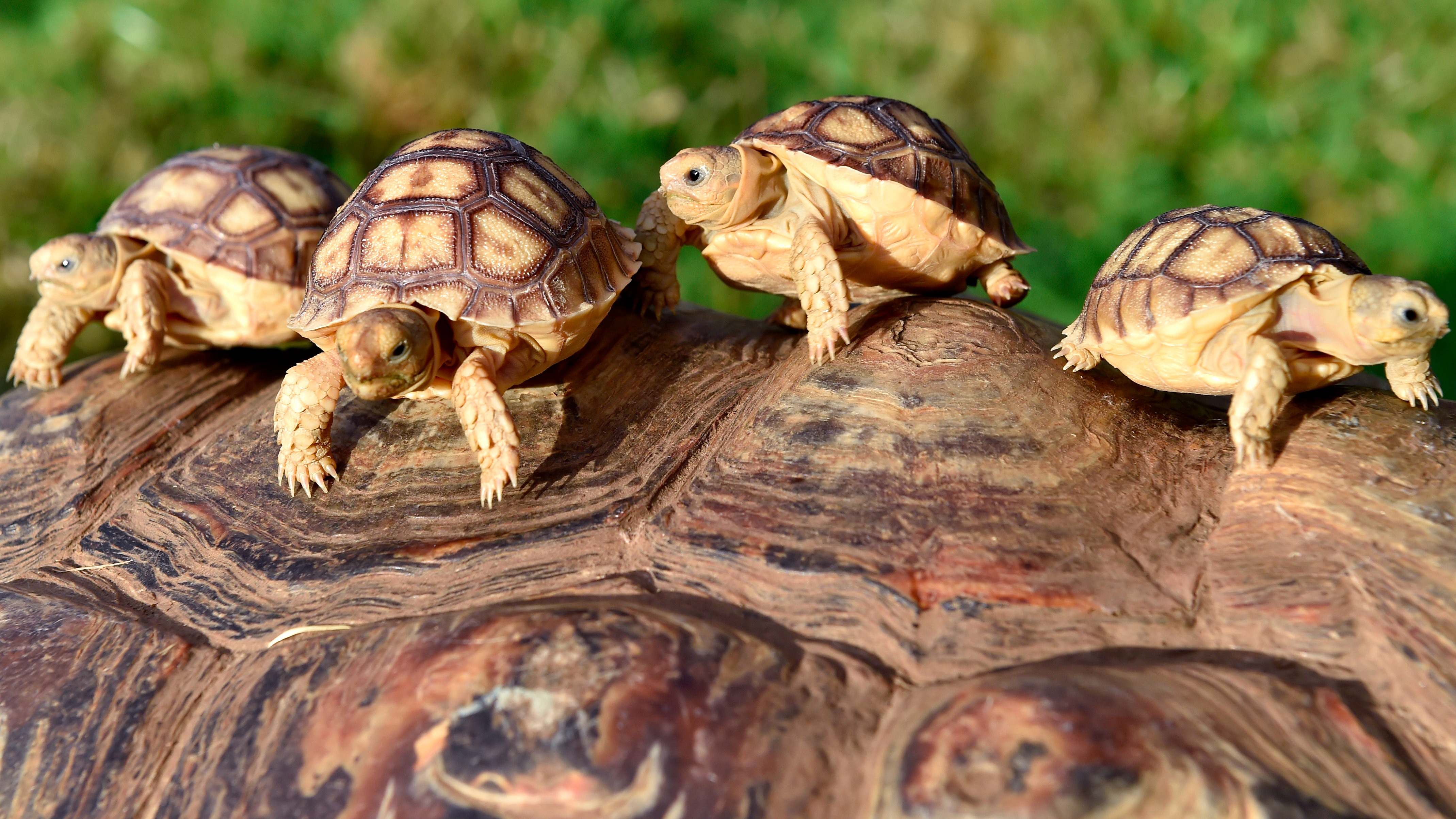 What is a group of tortoises called?