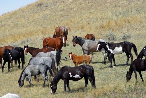 What is a herd of horses called?