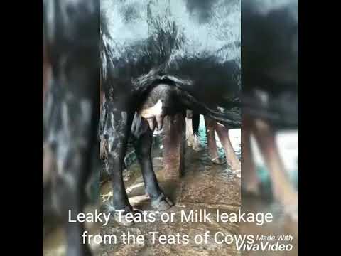 What is a leaky teat in cattle?