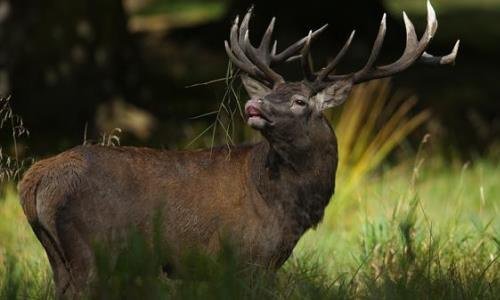 What is a male deer called in England?
