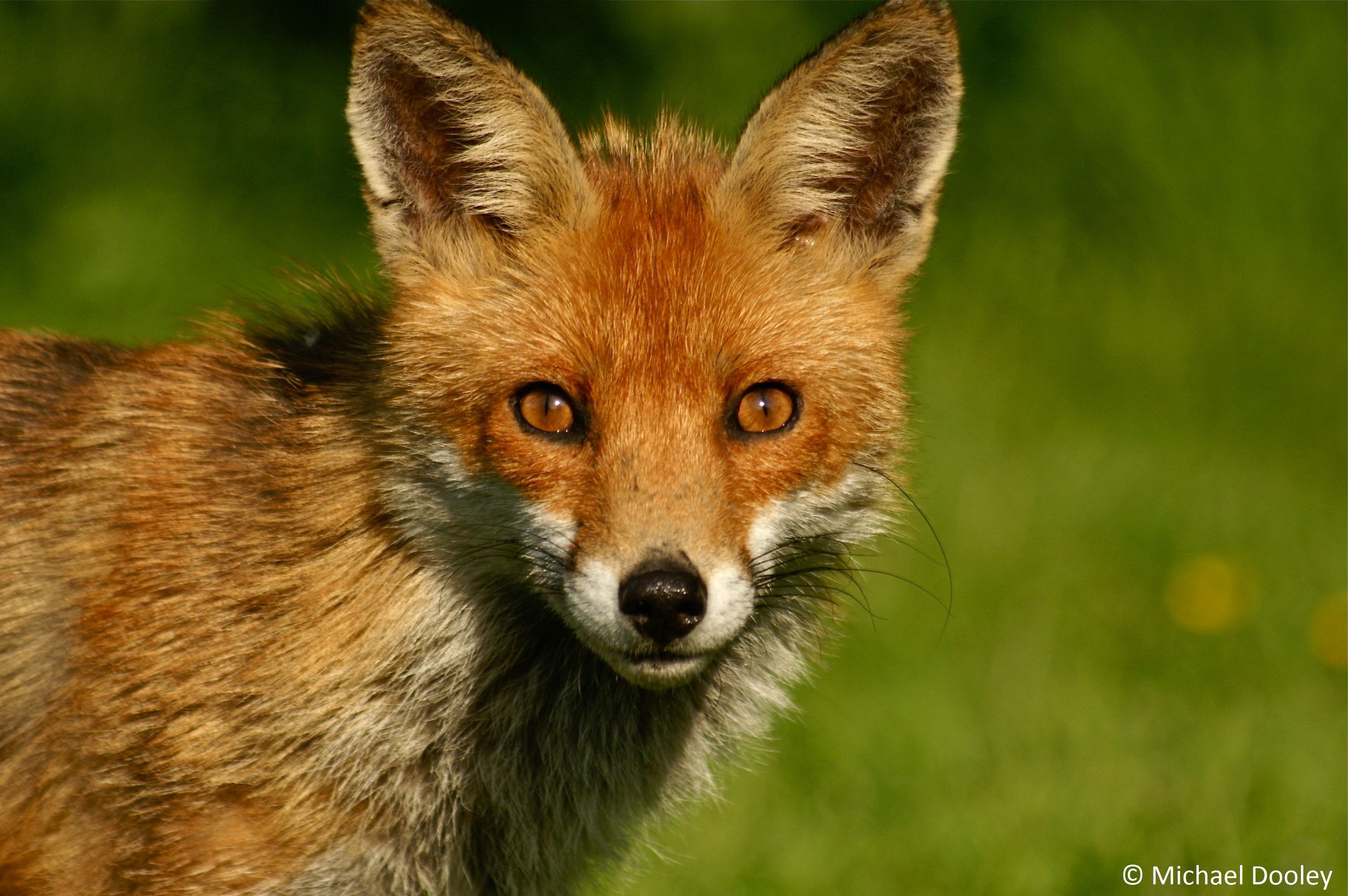 What is a male Vixen called?