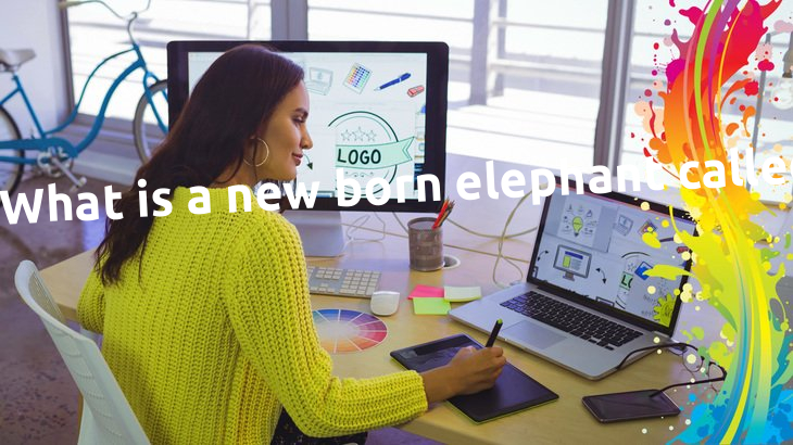What is a new born elephant called? What is a new born elephant called?