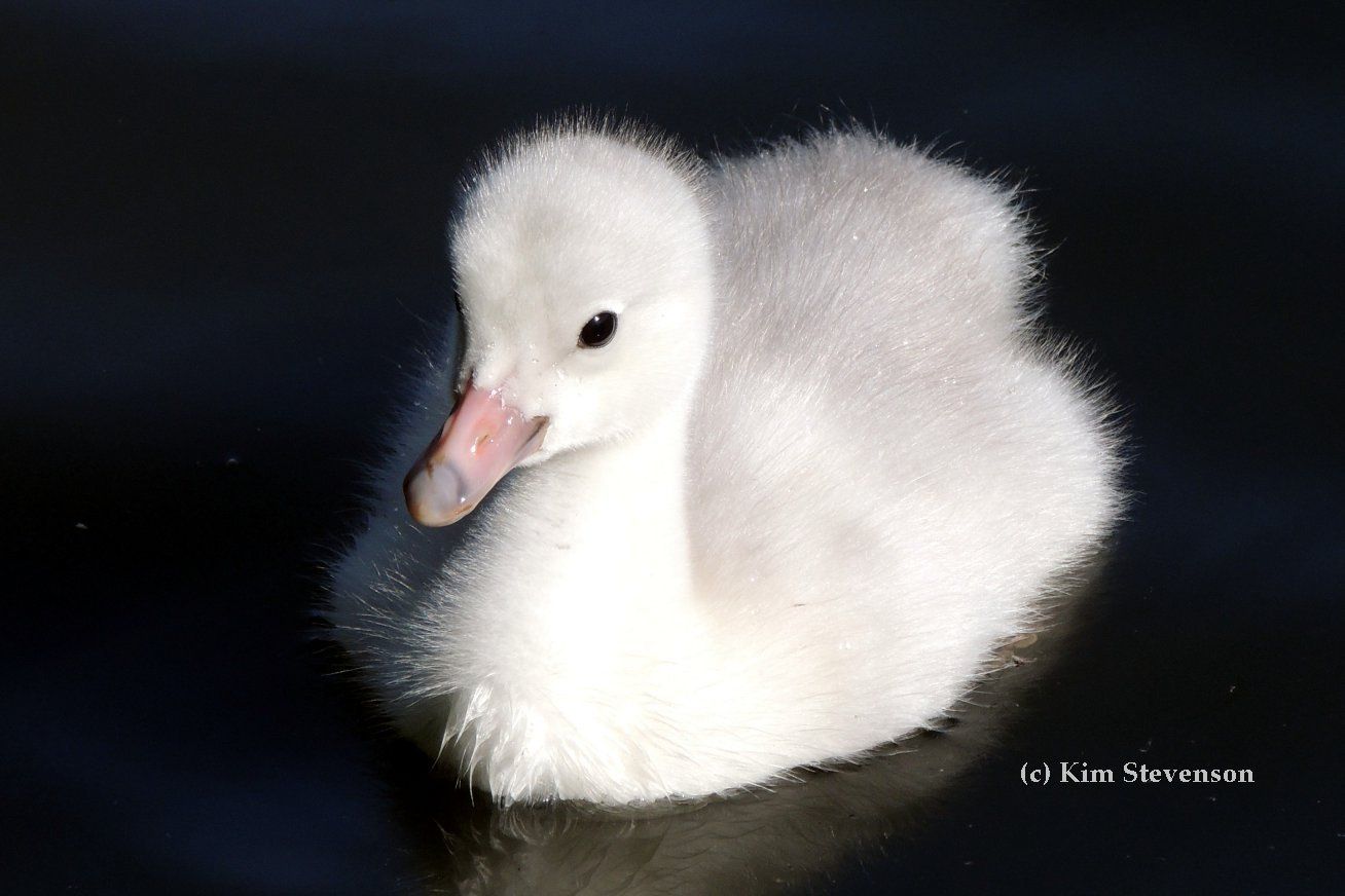 What is a one year old swan called?