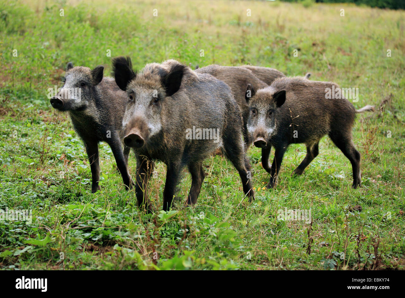 What is a pack of wild boars?