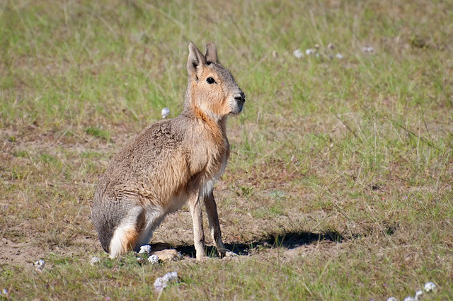 What is a Patagonian cavy?
