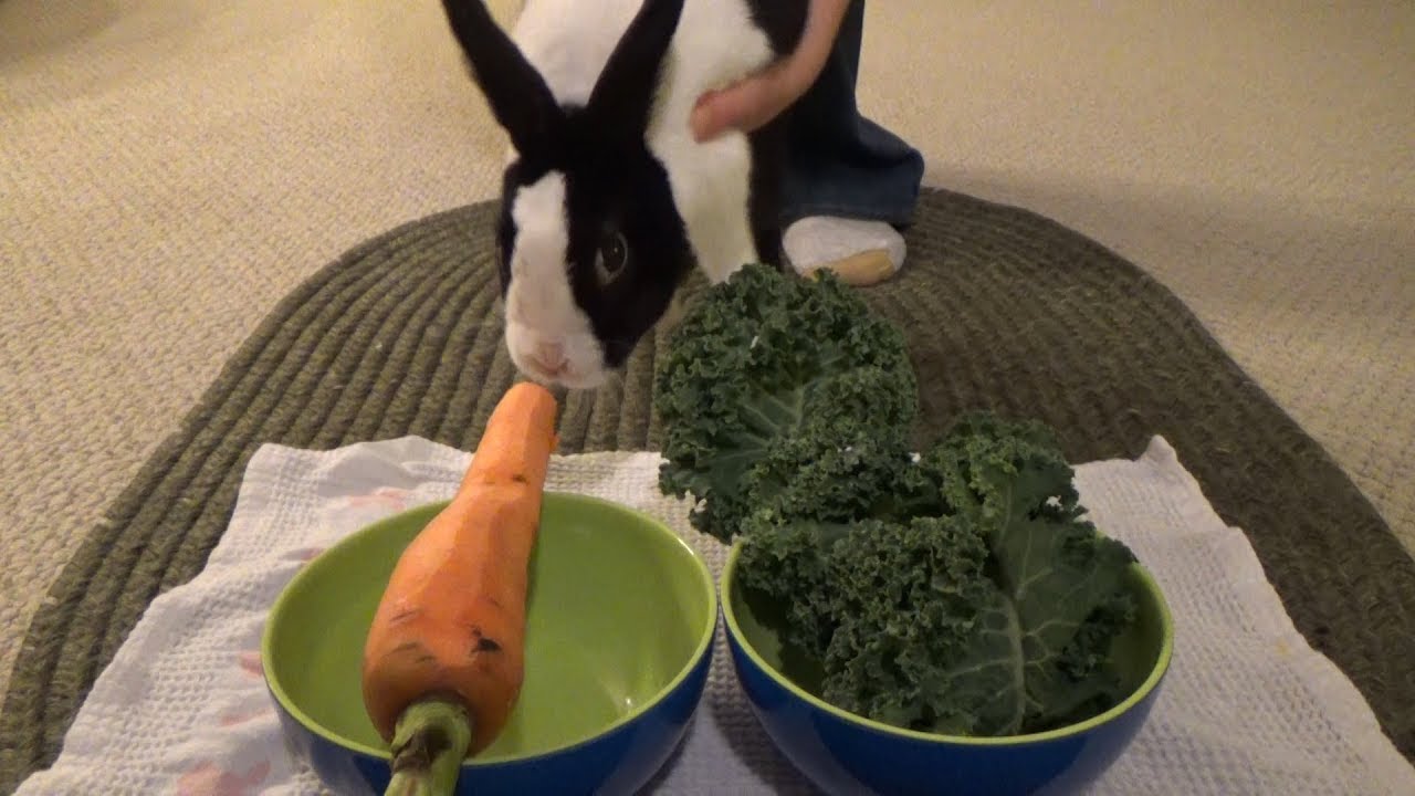 What is a rabbits favorite food?