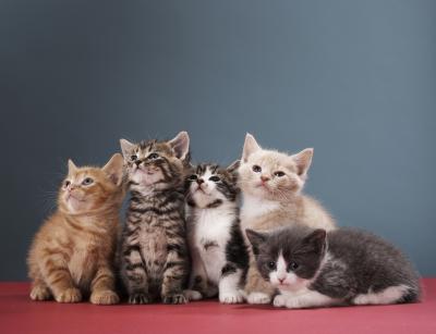 What is a rowdy group of kittens called?