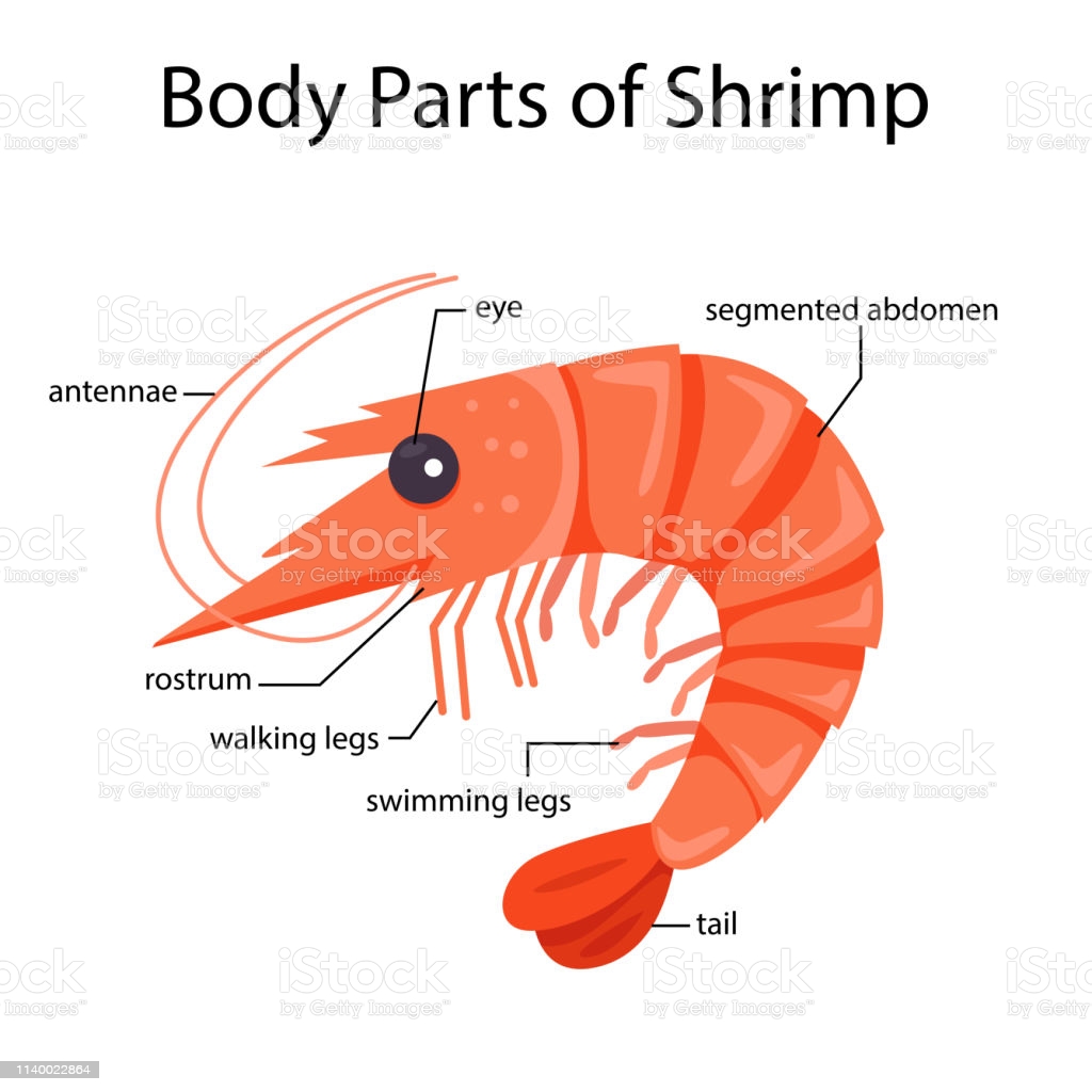 What is a shrimp's body composition?