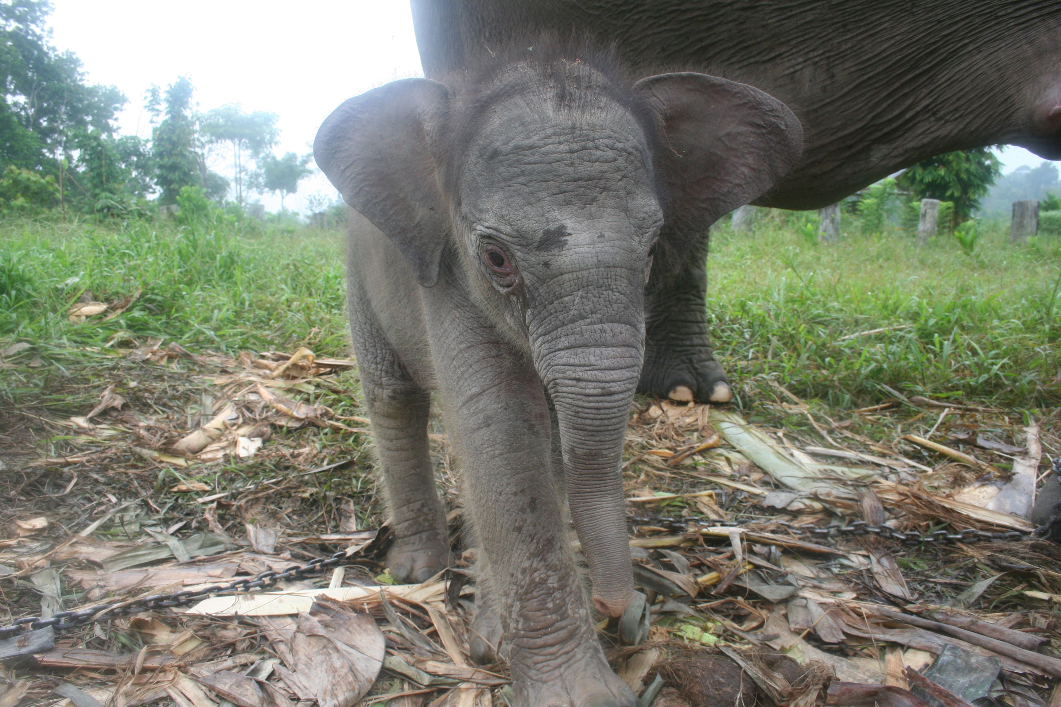 What is a word to describe a baby elephant?